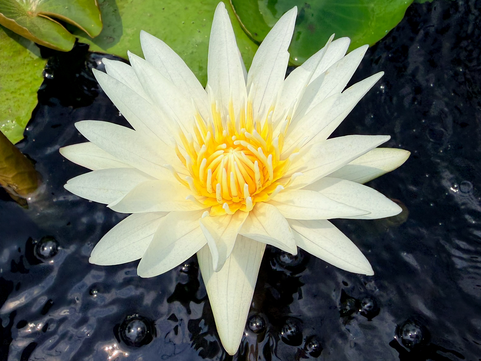 Josephine Tropical Waterlily