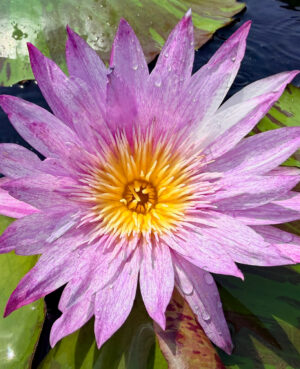 Peppermint Splash Tropical Waterlily