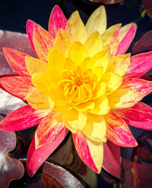 Ring of Fire Hardy Waterlily