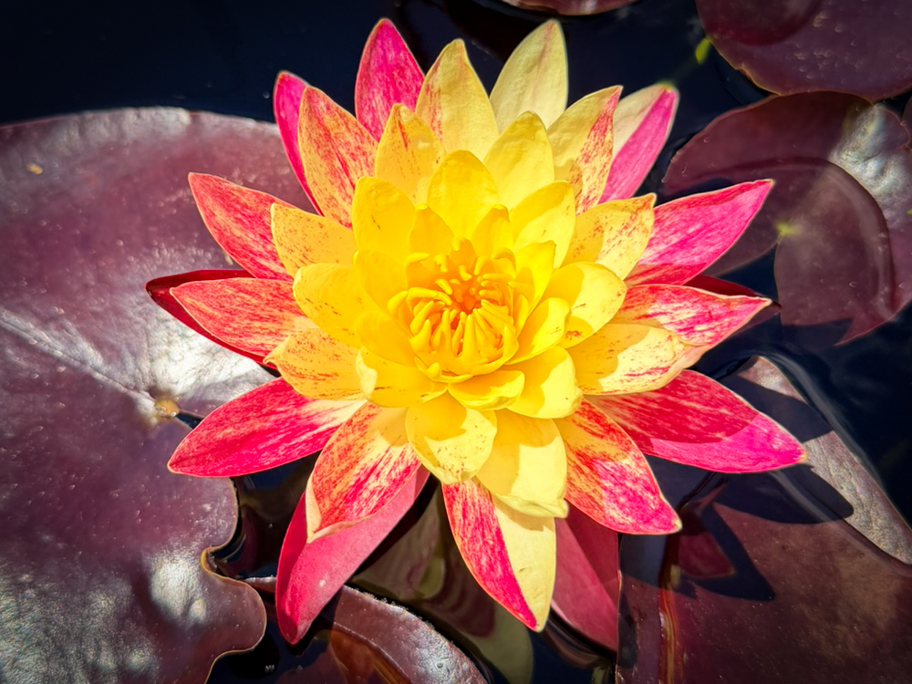 Ring of Fire Hardy Waterlily