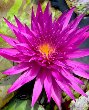 Tropic Punch Tropical Waterlily