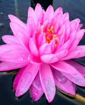 Pigeon Blood Hardy Waterlily