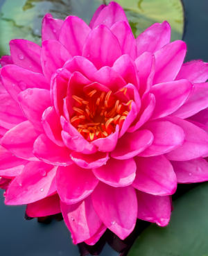 Pigeon Blood Hardy Waterlily