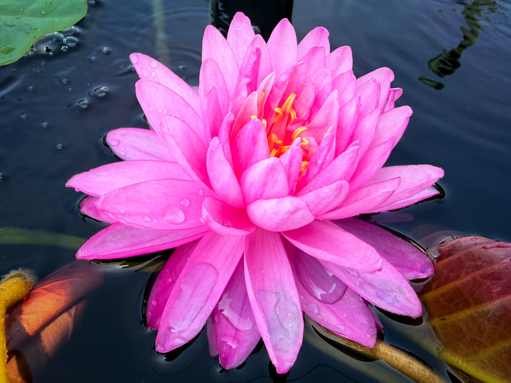 Pigeon Blood Hardy Waterlily