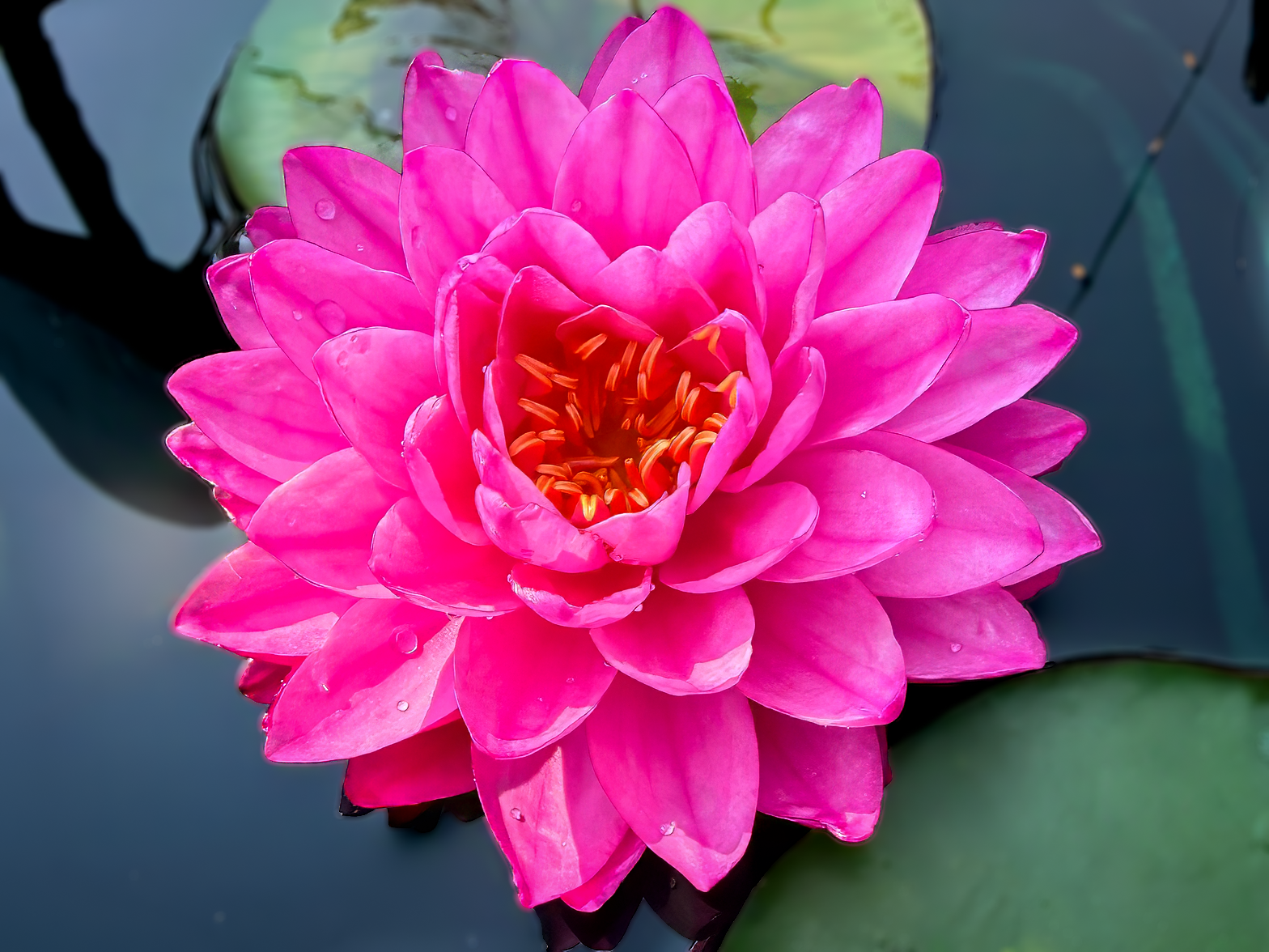 Pigeon Blood Hardy Waterlily
